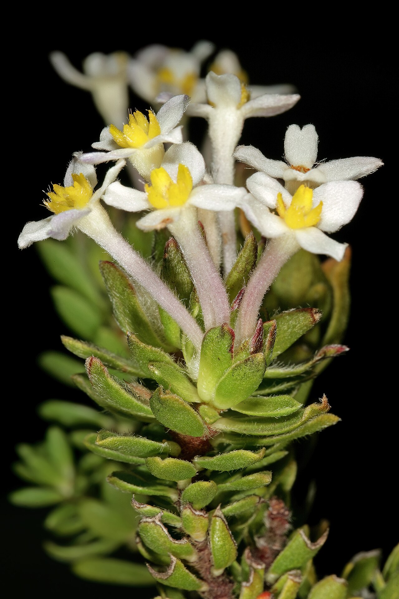 Gnidia tomentosa: Gnidia tomentosa , flowers; in fynbos, Silver Mine Area, Table Mountain National Park, Cape Town, Western Cape, South Africa