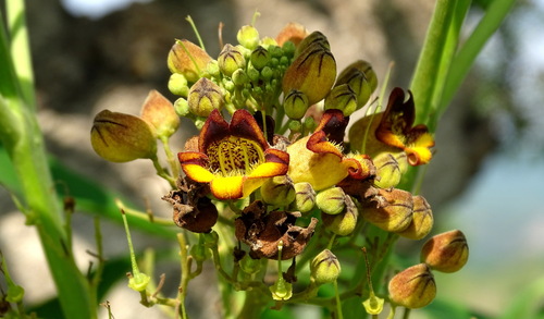 Godmania aesculifolia (Godmania aesculifolia)
