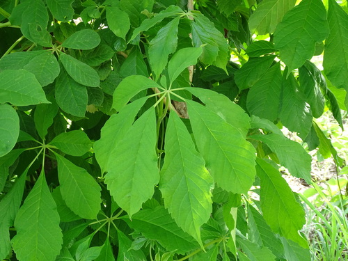 Godmania aesculifolia (Godmania aesculifolia)