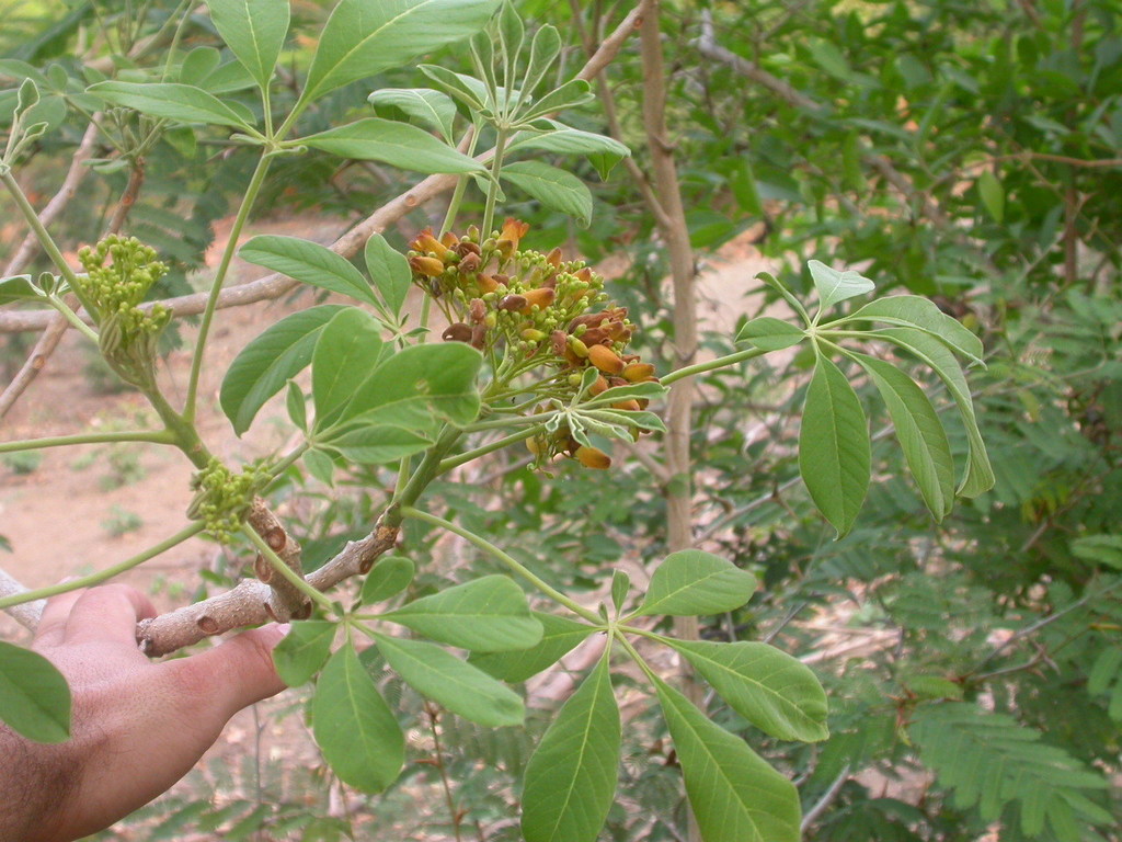 Godmania aesculifolia (Godmania aesculifolia)
