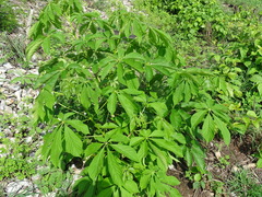 Godmania aesculifolia (Godmania aesculifolia)