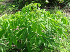 Godmania aesculifolia (Godmania aesculifolia)