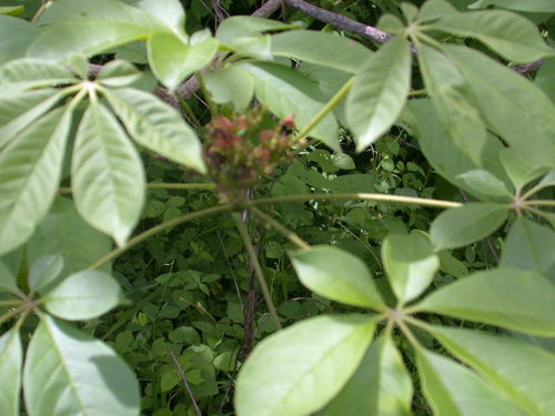 Godmania aesculifolia (Godmania aesculifolia)