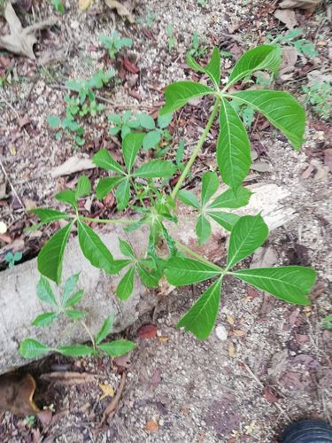 Godmania aesculifolia (Godmania aesculifolia)