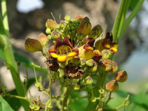 Godmania aesculifolia (Godmania aesculifolia)