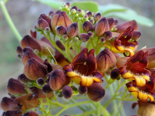 Godmania aesculifolia (Godmania aesculifolia)