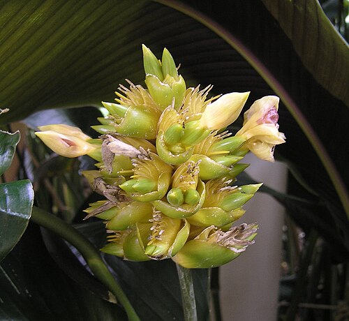 Llerenes: Sweet corn root