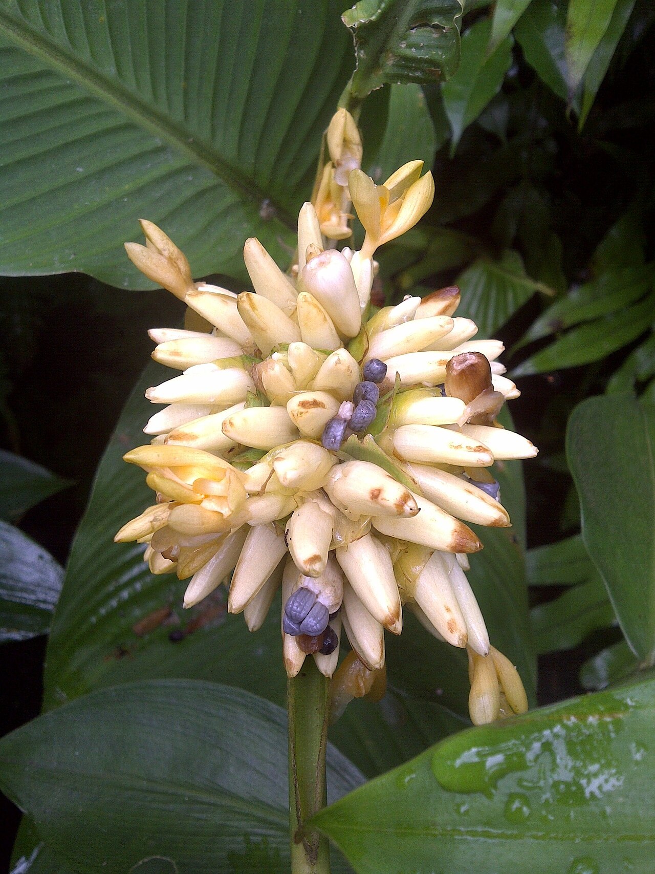 Llerenes: Photo taken in my garden in El Salvador on Oct.01.2011, the fruit became a flower after 5 months.