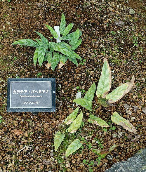 Goeppertia bachemiana: Botanical specimen in the Shinjuku Gyo-en Greenhouse - Tokyo, Japan.