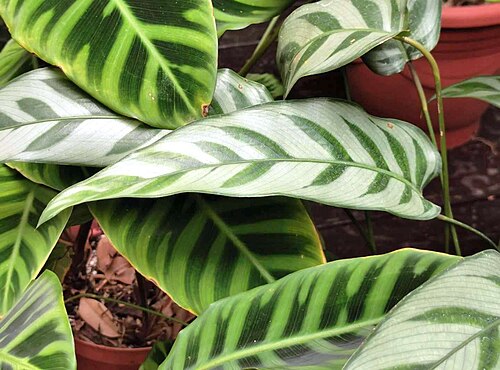 Goeppertia bachemiana: Calathea bachemiana E. Morren. Botanical Garden of National Museum of Natural Science, Taichung, Taiwan.