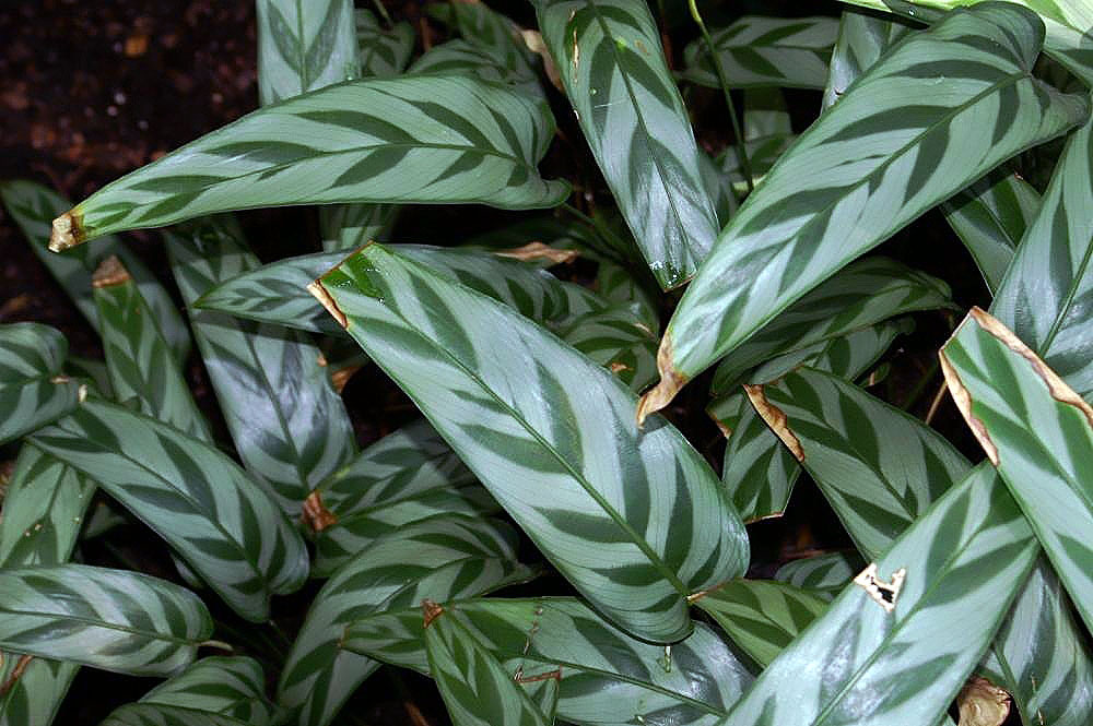 Goeppertia bachemiana: Location taken: the New York Botanical Garden. Names: Calathea bachemiana E.Morren Classification: Plantae > Magnoliophyta > Liliopsida > Zingiberales > Maranta