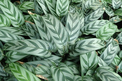Goeppertia bachemiana: Calathea bachemiana at the New York Botanical Garden