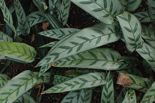 Goeppertia bachemiana: Calathea bachemiana in the Botanischer Garten, Berlin-Dahlem