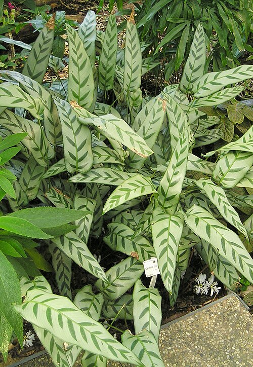 Goeppertia bachemiana: Korbmarante (Calathea bachemiana) Botanischer Garten TU Dresden, April 2009 Creative Commons Licence BY 2.0 Quellenangabe / Credit: Photo by Maja Dumat - flickr
