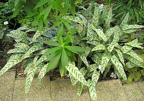 Goeppertia bachemiana: Korbmarante (Calathea bachemiana) Botanischer Garten TU Dresden, April 2009 Creative Commons Licence BY 2.0 Quellenangabe / Credit: Photo by Maja Dumat - flickr