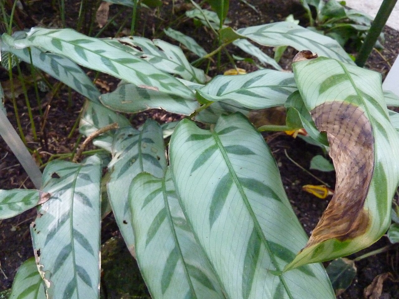 Goeppertia bachemiana: Calathea bachemiana in the Botanischer Garten Freiburg