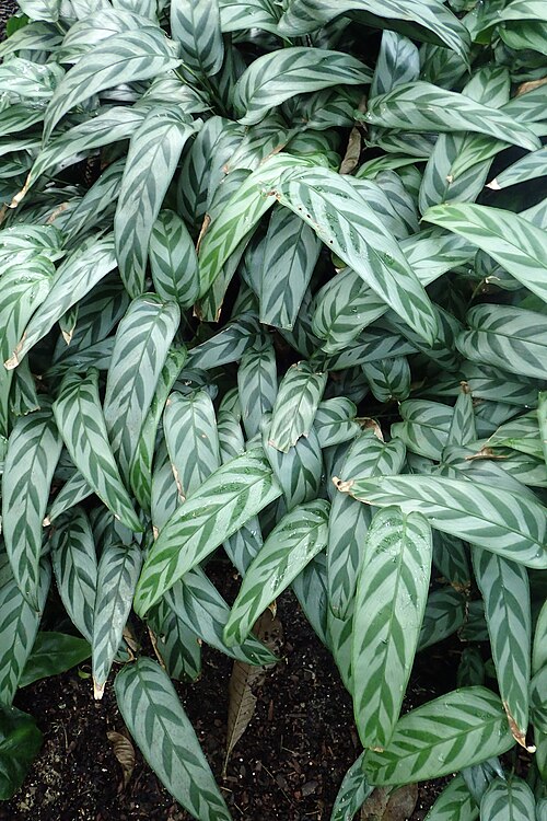 Goeppertia bachemiana: Calathea bachemiana at the New York Botanical Garden