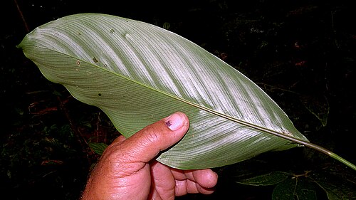 Goeppertia brasiliensis: Goeppertia brasiliensis (Körn.) Borchs. & S. Suárez