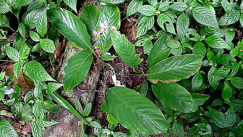 Goeppertia brasiliensis: Goeppertia brasiliensis (Körn.) Borchs. & S. Suárez