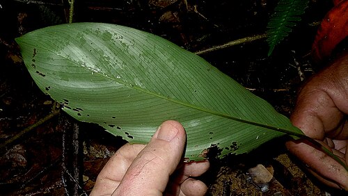 Goeppertia brasiliensis: Goeppertia brasiliensis (Körn.) Borchs. & S. Suárez