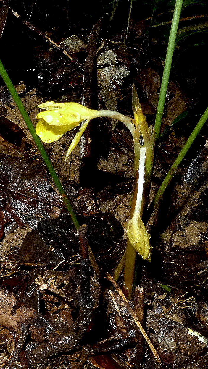 Goeppertia brasiliensis: Goeppertia brasiliensis (Körn.) Borchs. & S. Suárez