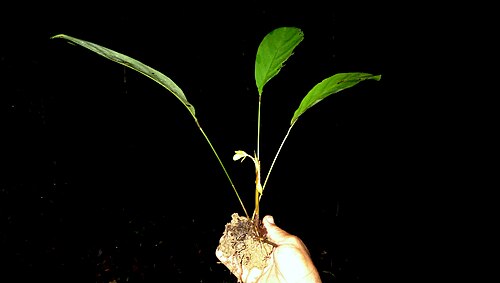 Goeppertia brasiliensis: Goeppertia brasiliensis (Körn.) Borchs. & S. Suárez