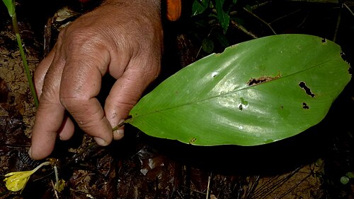 Goeppertia brasiliensis: Goeppertia brasiliensis (Körn.) Borchs. & S. Suárez