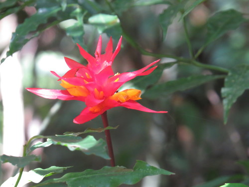 Goeppertia colorata (Goeppertia colorata)