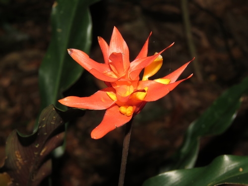 Goeppertia colorata (Goeppertia colorata)
