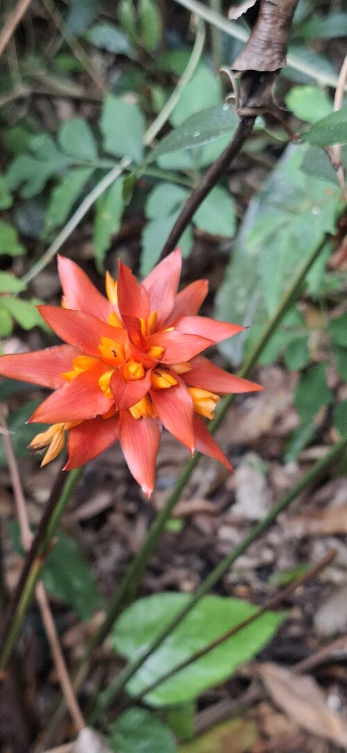Goeppertia colorata: Registro de Goeppertia colorata em Parque Estadual de Ilhabela.