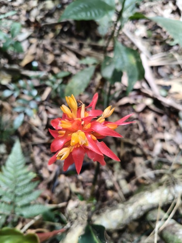 Goeppertia colorata (Goeppertia colorata)