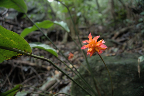 Goeppertia colorata (Goeppertia colorata)