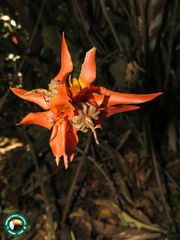 Goeppertia colorata (Goeppertia colorata)