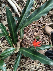 Goeppertia colorata (Goeppertia colorata)