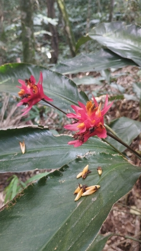 Goeppertia colorata (Goeppertia colorata)