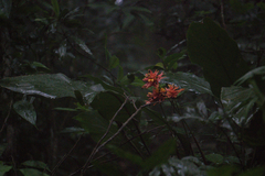 Goeppertia colorata (Goeppertia colorata)