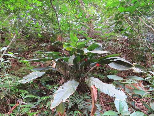 Goeppertia colorata (Goeppertia colorata)