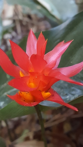 Goeppertia colorata (Goeppertia colorata)