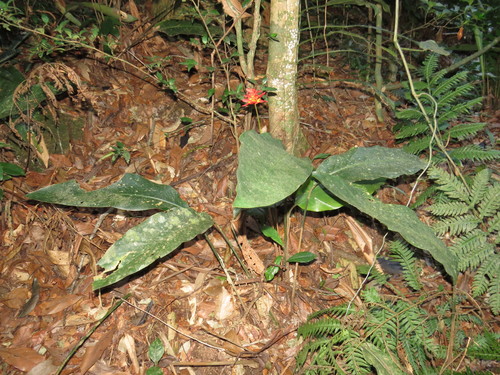 Goeppertia colorata (Goeppertia colorata)