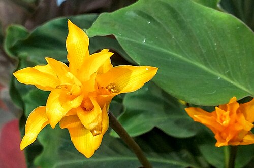 Goeppertia crocata: calathea crocata