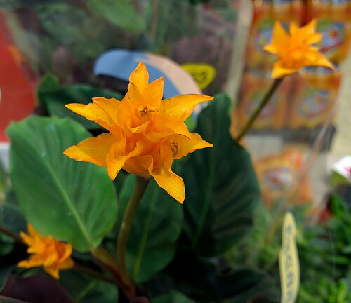 Goeppertia crocata: Calathea crocata