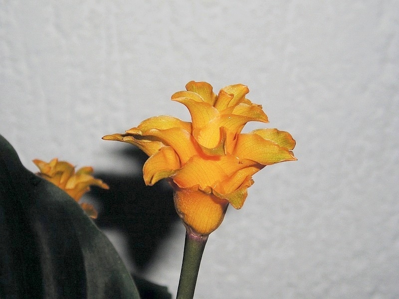 Goeppertia crocata: Calathea crocata