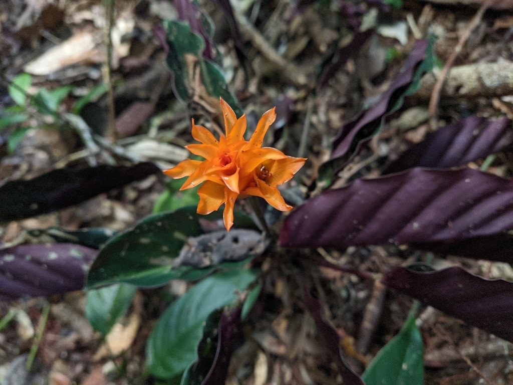 Goeppertia crocata (Goeppertia crocata)