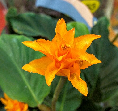 Goeppertia crocata: calathea crocata