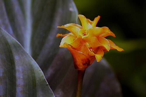 Goeppertia crocata: Korbmarante - Calathea crocata