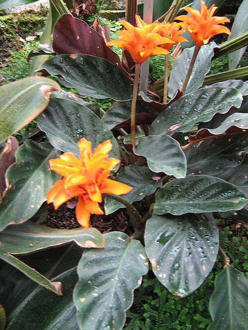 Goeppertia crocata: Calathea crocata