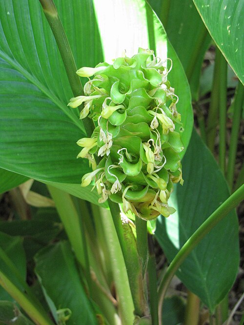 Goeppertia cylindrica: Calathea cylindrica (Green ice) Flower at Iao Tropical Gardens of Maui, Maui, Hawaii. May 22, 2012 #120522-6500 Image Use Policy Also known as Calathea grandifo