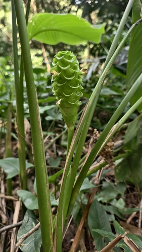 Goeppertia cylindrica (Goeppertia cylindrica)