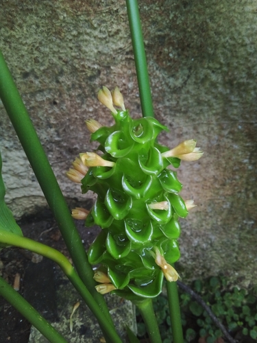 Goeppertia cylindrica (Goeppertia cylindrica)