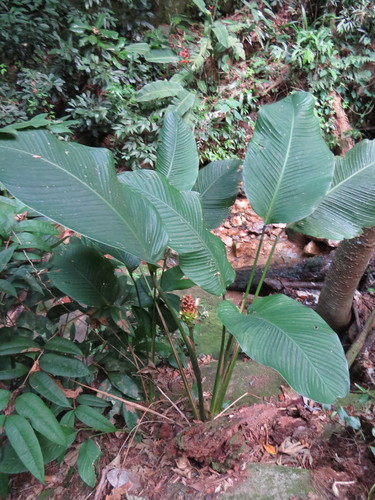 Goeppertia cylindrica (Goeppertia cylindrica)